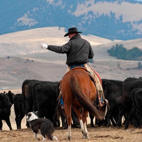 Cowboy on horse is herding cows with his border collie