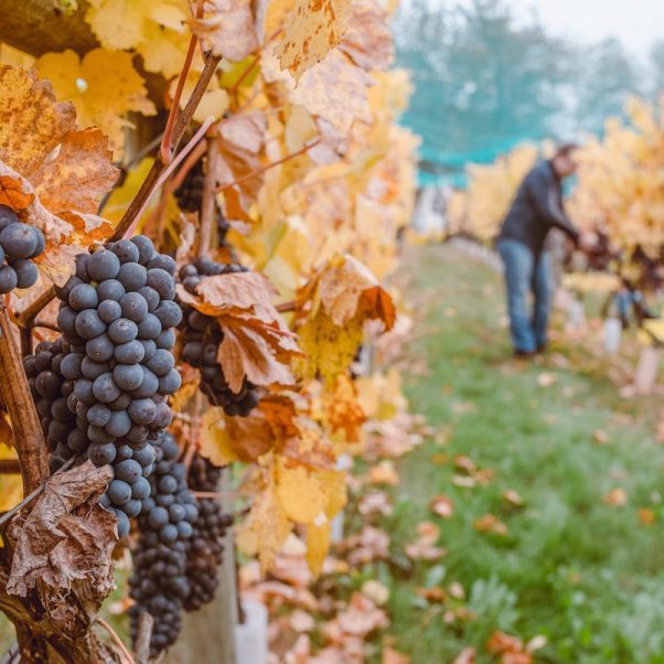 Red grapes on the vine with autumn leaves