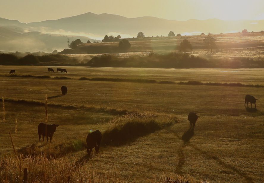 Cows on a field with sunset