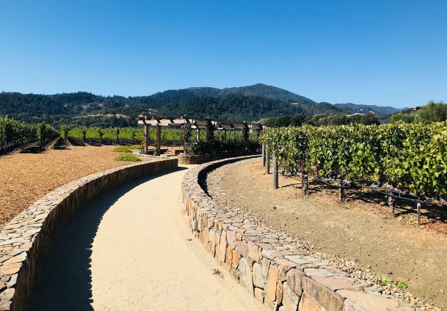 Vineyard in Napa Valley